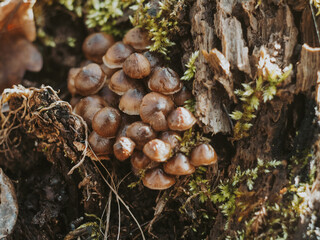 forest, mushrooms grow on an old tree stump and moss, spring in the forest
