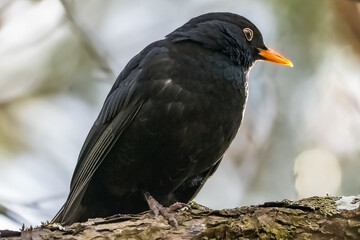 Common blackbird