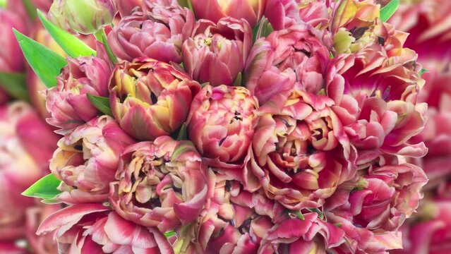 background of blooming pink peony tulips, time lapse
