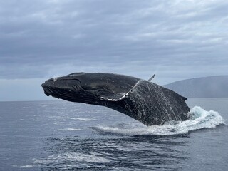 Naklejka premium Incredible Close up of a Breaching Humpback Whale, leaping out of the ocean very close to our boat. Looking up at a whale!