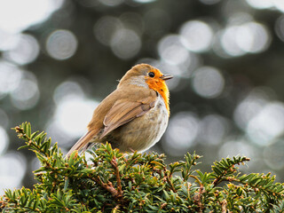 robin on branch
