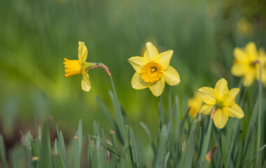 Narcissus, yellow flower on a blurred green background.