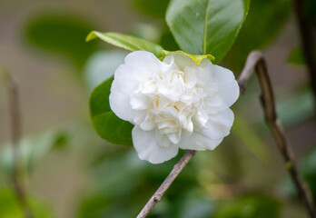 White camellia flower on a green tree in spring.