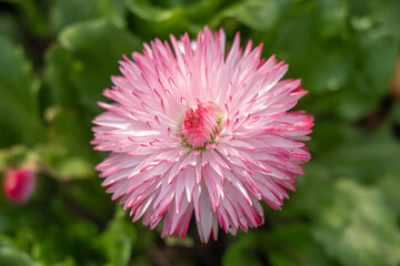 There are many bright spring flowers growing in the park.