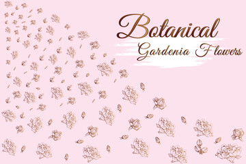 Gardenia line flowers.
frame and pink background vector illustration.
