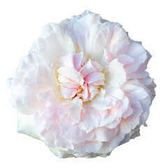 closeup one pink and white rose fresh blossom beauty flower on isolated white background with a clipping path or cutout.use for decoration in love event,Valentine's festival,and romantic wedding card.