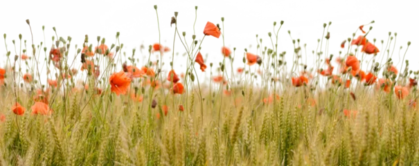Vlies Fototapete Wiese, Sumpf Orange Flower field in the summer