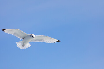 Gaviota tridáctila (Rissa tridactyla) volando sobre el Mar Mediterráneo al amanecer. Marzo, primavera, volar, libre, libertad, ave, blanca, alas, vida silvestre.