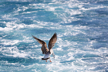 Joven gaviota patiamarilla (Larus michahellis) volando sobre el Mar Mediterráneo al amanecer. Fauna, primavera.