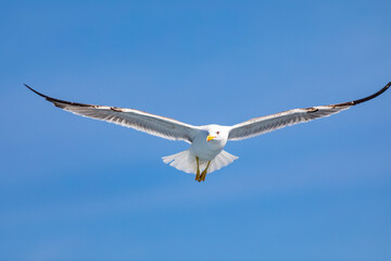 Gaviota patiamarilla (Larus michahellis) volando sobre el Mar Mediterráneo al amanecer. Fauna, primavera.