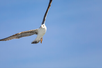 Gaviota patiamarilla (Larus michahellis) volando sobre el Mar Mediterráneo al amanecer. Fauna, primavera.	