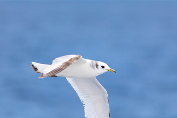 Gaviota tridáctila (Rissa tridactyla) volando sobre el Mar Mediterráneo al amanecer. Marzo, primavera, volar, libre, libertad, ave, blanca, alas, vida silvestre.