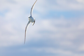 Fototapeta na wymiar Gaviota tridáctila (Rissa tridactyla) volando sobre el Mar Mediterráneo al amanecer. Marzo, primavera, volar, libre, libertad, ave, blanca, alas, vida silvestre.