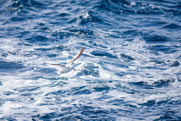 Fototapeta na wymiar Gaviota tridáctila (Rissa tridactyla) con un pescado (pez) volando sobre el Mar Mediterráneo al amanecer. Marzo, primavera, volar, libre, libertad, ave, blanca, alas, vida silvestre.