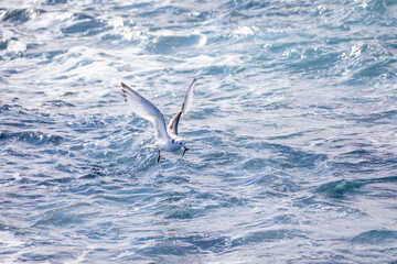 Gaviota tridáctila (Rissa tridactyla) con un pescado (pez) volando sobre el Mar Mediterráneo al amanecer. Marzo, primavera, volar, libre, libertad, ave, blanca, alas, vida silvestre.