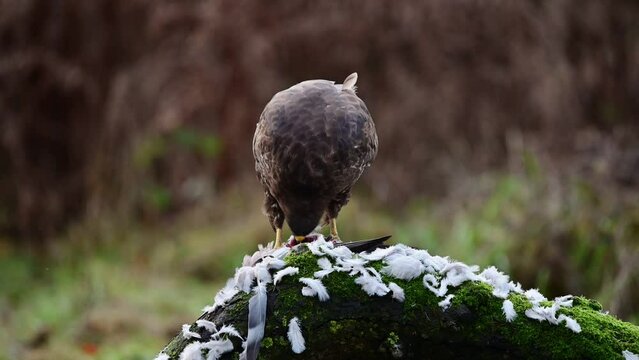 Common buzzard sitting on a dead branch and eating a dead wood pigeon, december, birds of prey, north rhine westphalia, (buteo buteo), germany