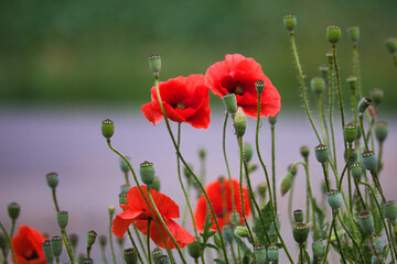 Mohnblume am Störmthaler See bei Leipzig, Markkleeberg, Sachsen, Deutschland