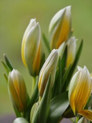 Blüten von Wildtulpen