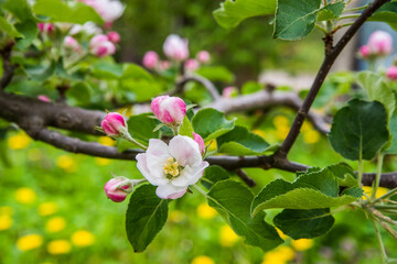 The apple tree is blooming. Spring gently pink flowers of an apple-tree.