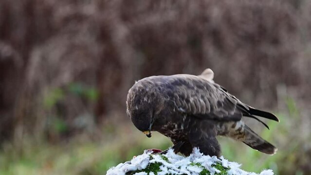 Common buzzard sitting on a dead branch and eating a dead wood pigeon, december, birds of prey, north rhine westphalia, (buteo buteo), germany