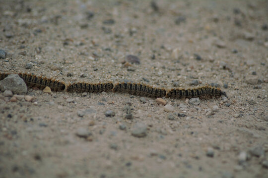 oruga procesionaria