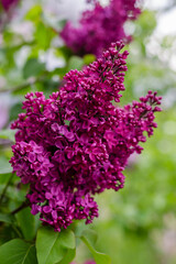 Blooming lilac branches in the park. Spring concept. Lilacs bloom beautifully in spring