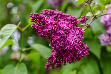  Blooming lilac branches in the park. Spring concept. Lilacs bloom beautifully in spring.