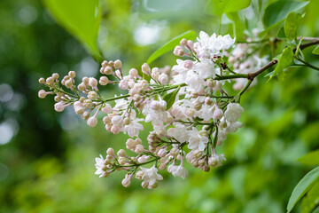 Blooming white lilac branches in the park. Spring concept. Lilacs bloom beautifully in spring