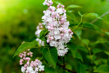Blooming lilac branches in the park. Spring concept. White lilac bloom beautifully in spring