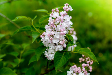 Blooming white lilac branches in the park. Spring concept. Lilacs bloom beautifully in spring