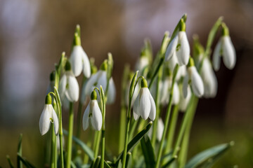 Snowdrops