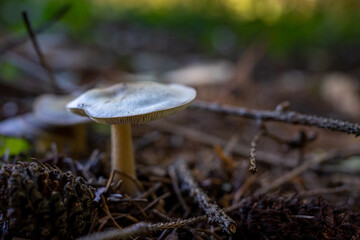 Mushroom close-up with blurred background. Macro photography of a mushroom in a coniferous forest