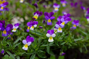 Violet tricolor, or pansies ( lat. Viola tricolor ) - herbaceous annual or biennial (occasionally...