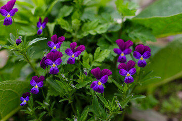 Violet tricolor, or pansies ( lat. Viola tricolor ) - herbaceous annual or biennial (occasionally perennial) plant