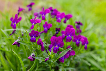 Violet tricolor, or pansies ( lat. Viola tricolor ) - herbaceous annual or biennial (occasionally perennial) plant