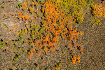 Autumn Aspen forest aerial view
