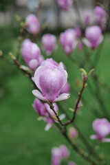 magnolia