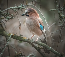 Eichelhäher im Baum