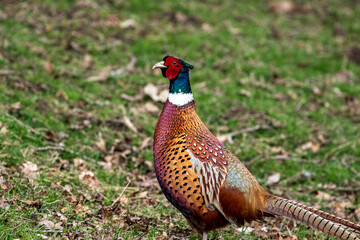 pheasant in the grass
