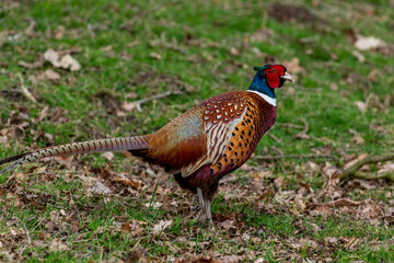 pheasant in the grass