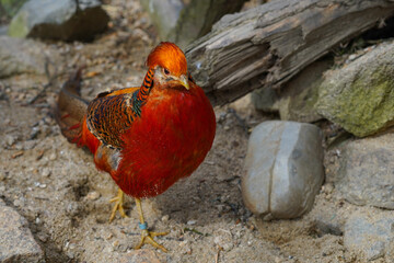 A Golden pheasant in an aviary