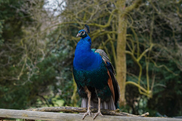 Obraz premium Close-up of a peacock