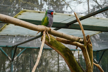 A Lord Derby's parakeet in an aviary