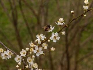 a symbol of spring, warmth and good mood - a branch of a flowering apple tree against the background of green lawn grass on a sunny March day