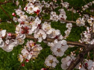 a symbol of spring, warmth and good mood - a branch of a flowering apricot tree against the background of green grass of the lawn on a sunny day in March