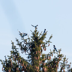 Magpie birds on a tree