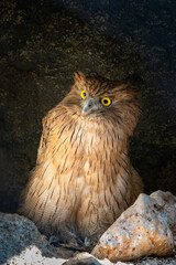 close up of a owl