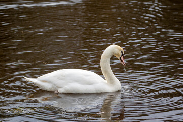 Obraz premium swan on the lake