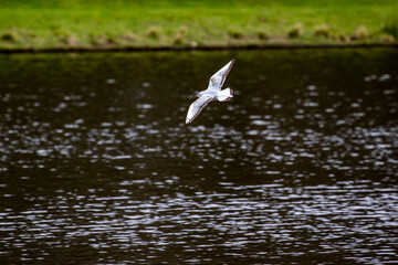seagull in flight