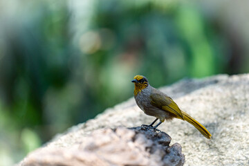 Selective focus of a small bird is perched on a branch. In the peaceful natural forest.